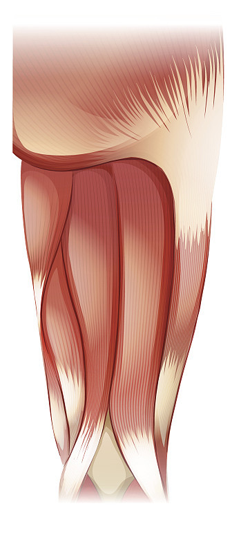 nu_Leg_upper_muscle_07