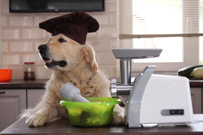 金毛猎犬用研磨机磨肉。烹饪时间。