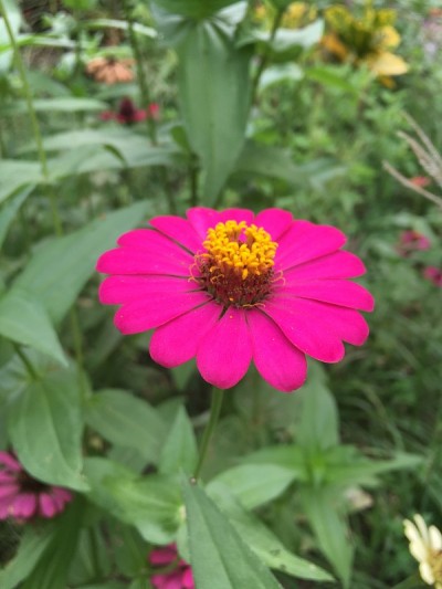 花