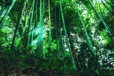 近距离观察植物园里的绿叶竹树。乔治亚州,巴统