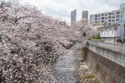 春天樱花盛开在神田河沿岸