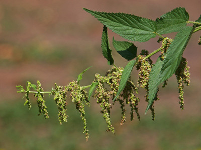 开花的刺荨麻植物，荨麻