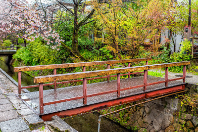 日本京都，樱花粉红色的樱花花瓣在春天飘落在著名的哲学家之路公园的河桥和无人