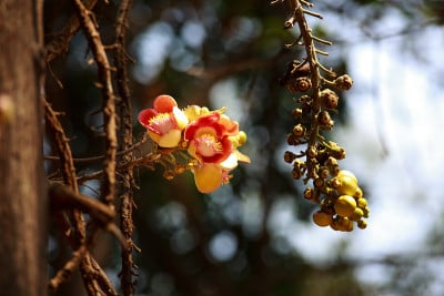 Shorea Robusta，又称Sal或Shala树