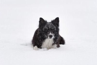 边境牧羊犬狗肖像。冬天的背景。躺在雪地里。
