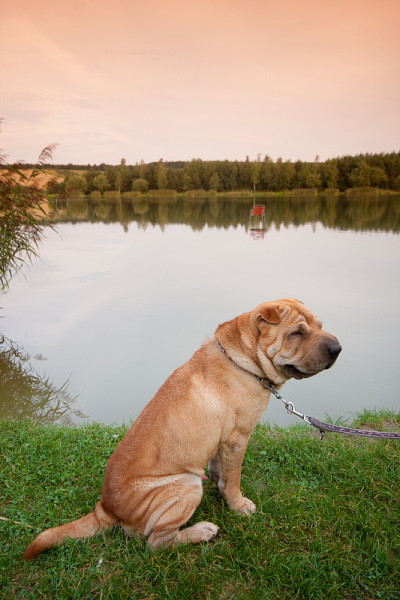 sharpei狗