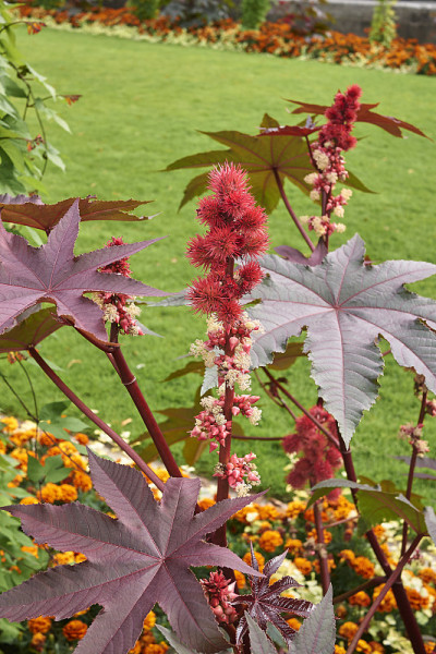 Ricinus communis