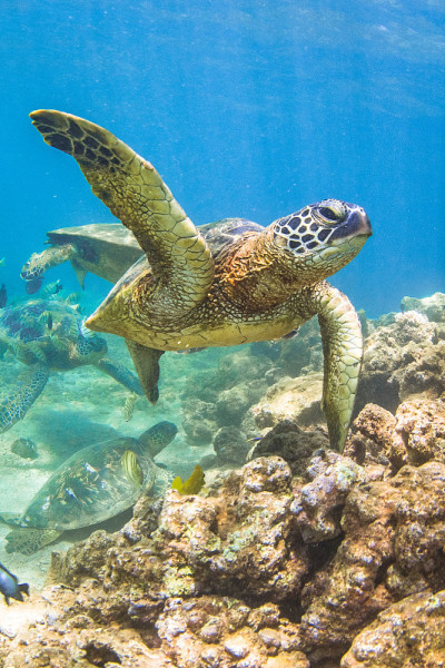 美丽的夏威夷绿海龟