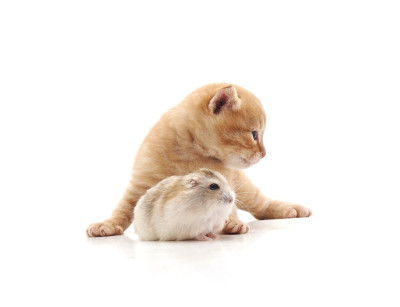 小猫和仓鼠。