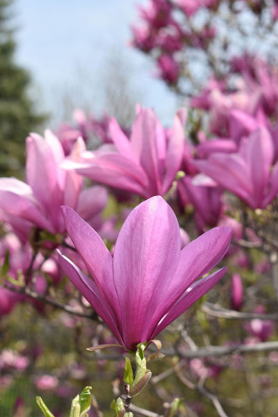 茶花木兰