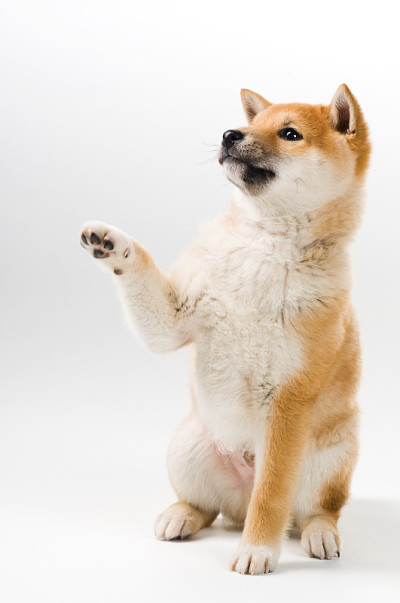 爱子