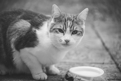 给猫喝牛奶