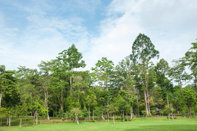 田野，树木和蓝天