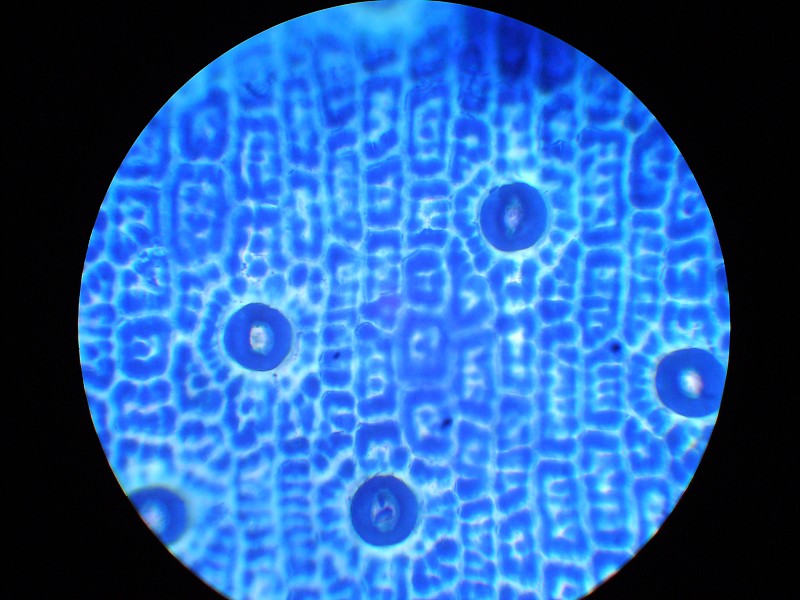 气孔