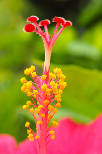 红色的芙蓉花