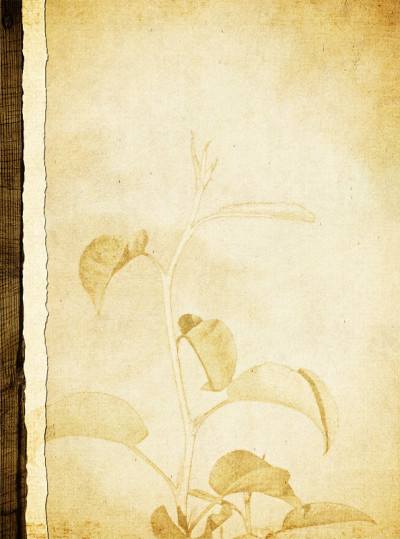 有花纹理的陈年纸