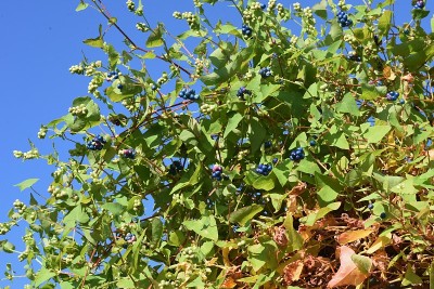 红脚鹬perfoliata浆果。