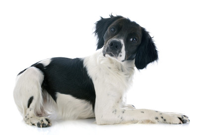 布列塔尼猎犬