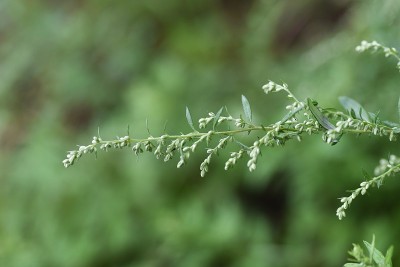 日本艾属植物的花。