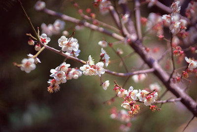 特写镜头樱花