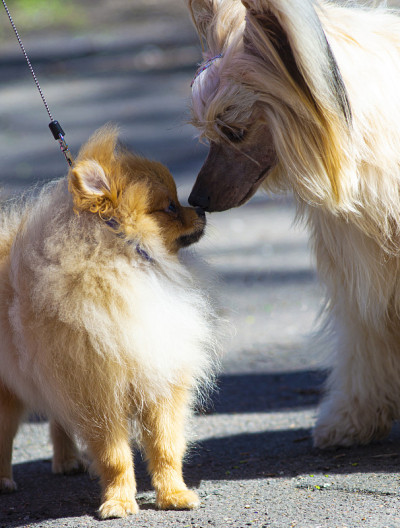 斯皮兹犬和中国冠毛犬。狗的友谊