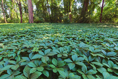 风景如画的森林景观与野生植物在前景和老树在背景。阳光穿过茂密的树枝，在茂密的绿色森林里。夏季阳光明媚