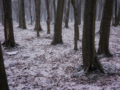 深秋雾蒙蒙的森林。森林里的立冬。公园里的第一场雪。