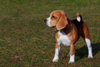 犬种小猎犬