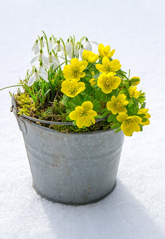 春天的第一个迹象。冬附子和雪花莲