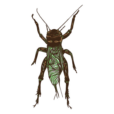 Color insects bug. Colourful species in vintage ol