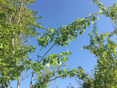 2018年5月，埃克塞特的灰杨树