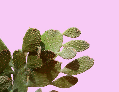仙人掌属植物仙人掌。创造性的布局。简约风格的静物生活。