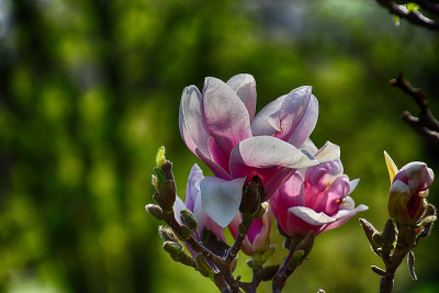 春花玉兰