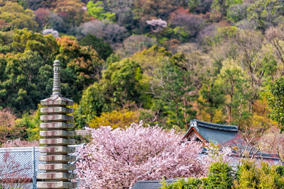 日本京都，春天樱花盛开的桃树在花园公园在岚山与石塔和山景