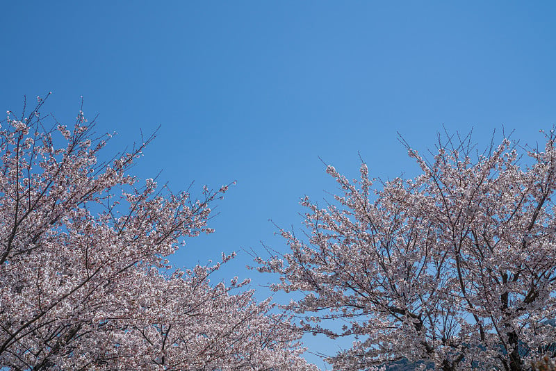 樱桃树开花