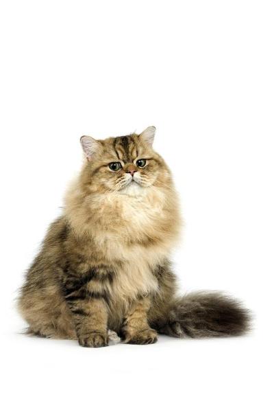 金色波斯猫坐在白色背景