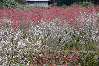 桃花开山河。