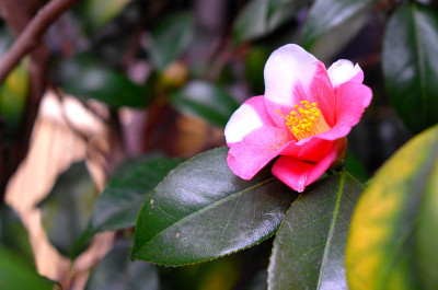 梅花，日本杏子