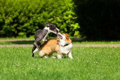 灰狗和柯基犬