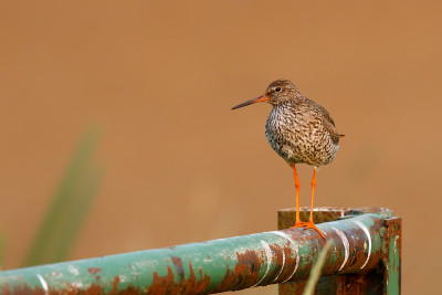 普通redshank (Tringa to伤风)