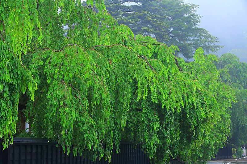 秋田夏日广场一角