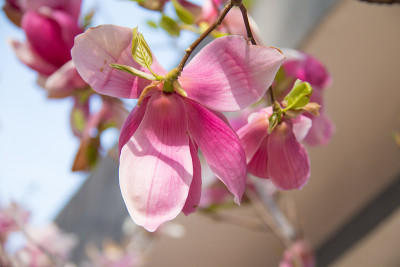 木兰