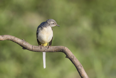 美丽的灰wagtail (Motacilla cinerea)
