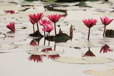 莲花