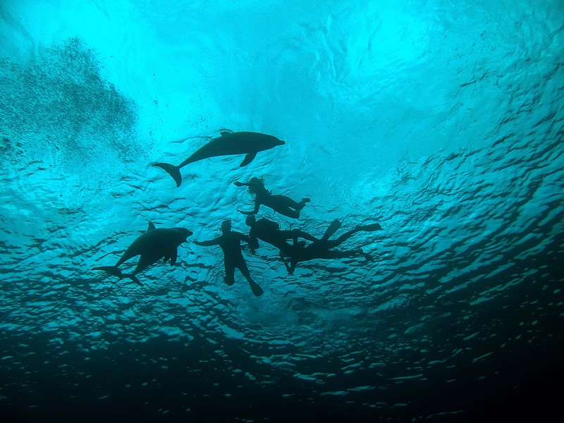 宽吻海豚(Tursiops trunccatus)