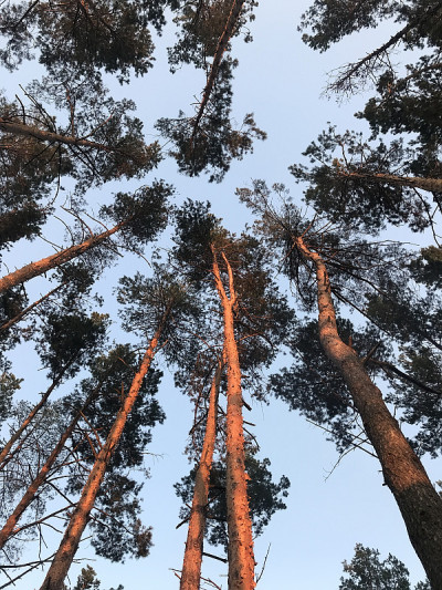 松树的顶
