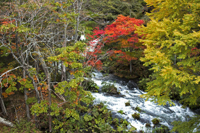 从日本北海道的旅游胜地——太美桥上，可以看到阿干河美丽的秋景