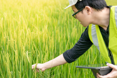 年轻的亚洲男性农学家或农业工程师拿着稻穗观察绿色的稻田与数字平板为农学研究。农业和技术概念