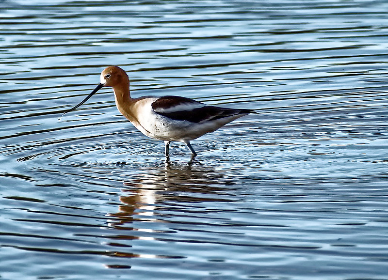 美国Avocet