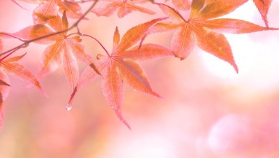 明亮的发光